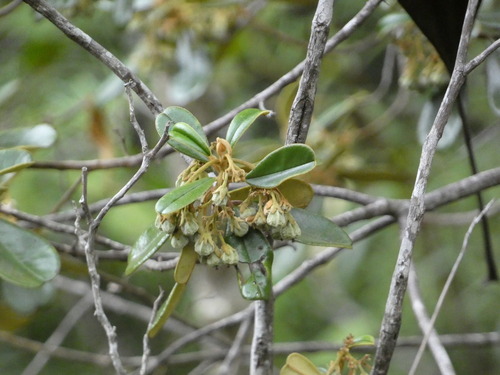 Solmsia calophylla observed 2024-11-15