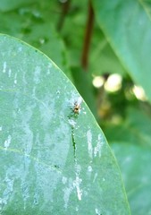 Diptera