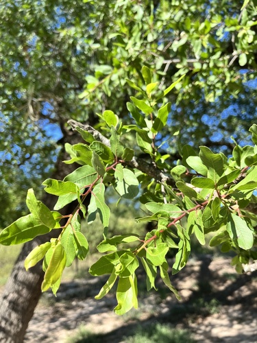 Schinopsis balansae, photograph 6