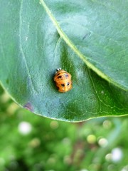 Harmonia axyridis
