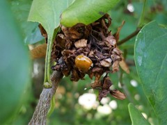 Harmonia axyridis