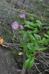 Erigeron philadelphicus philadelphicus