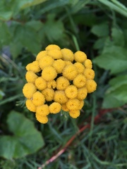 Tanacetum vulgare