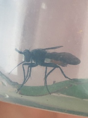 Beskia aelops