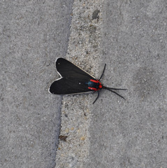 Ctenucha multifaria