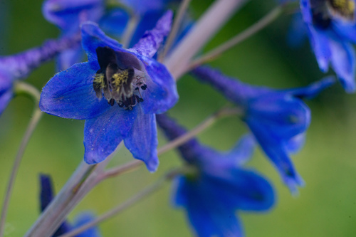 Alpine Larkspur