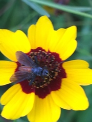 Beskia aelops