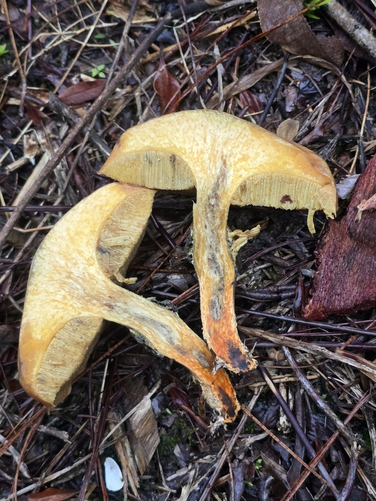 Suillus salmonicolor · November 2024 · photo: © alan_rockefeller (iNaturalist, cc-by-sa)