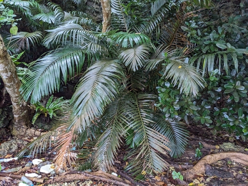 Arenga ryukyuensis iNat (3)
