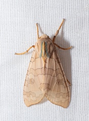 Halysidota tessellaris