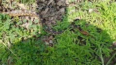 Pituophis deppei deppei