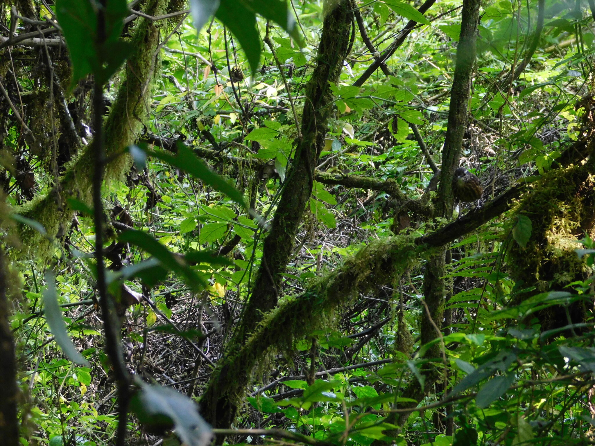 Eyebrowed Wren-Babbler