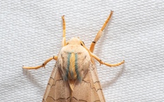 Halysidota tessellaris