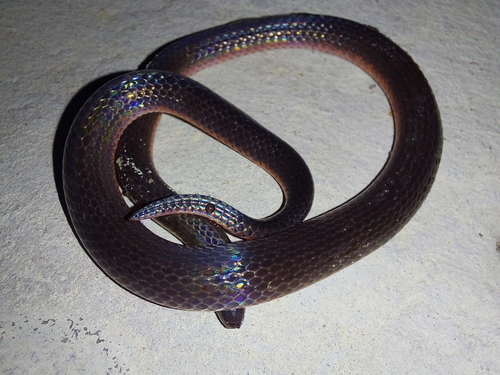 Photo of a Emmel's Ground Snake (Atractus emmeli)