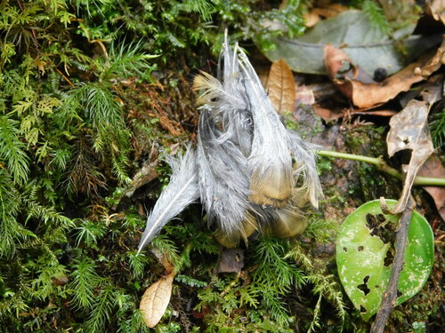 Scaly Thrush (Zoothera dauma), photo 4