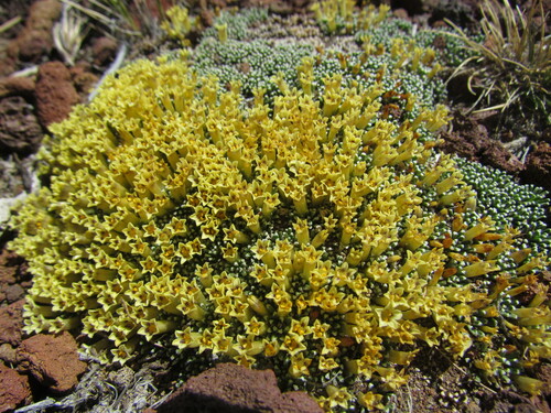 Benthamiella patagonica (Benthamiella patagonica)