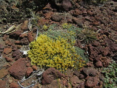 Benthamiella patagonica, photograph (c) Matias Cabezas, some rights reserved (CC BY)