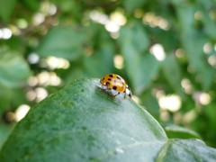 Harmonia axyridis