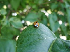 Harmonia axyridis