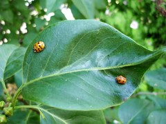 Harmonia axyridis