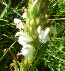 Pedicularis parryi