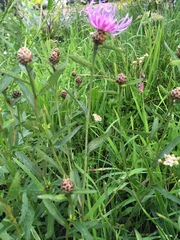 Centaurea jacea