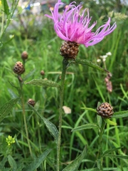 Centaurea jacea