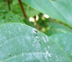 Diptera