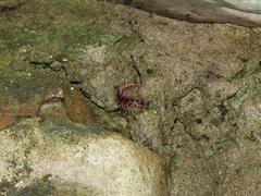 Pseudopolydesmus canadensis