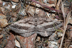 Rhoptria asperaria