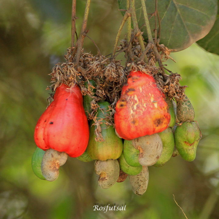 Anacardium occidentale