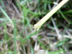 Aphidoidea