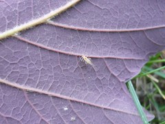 Aphidoidea