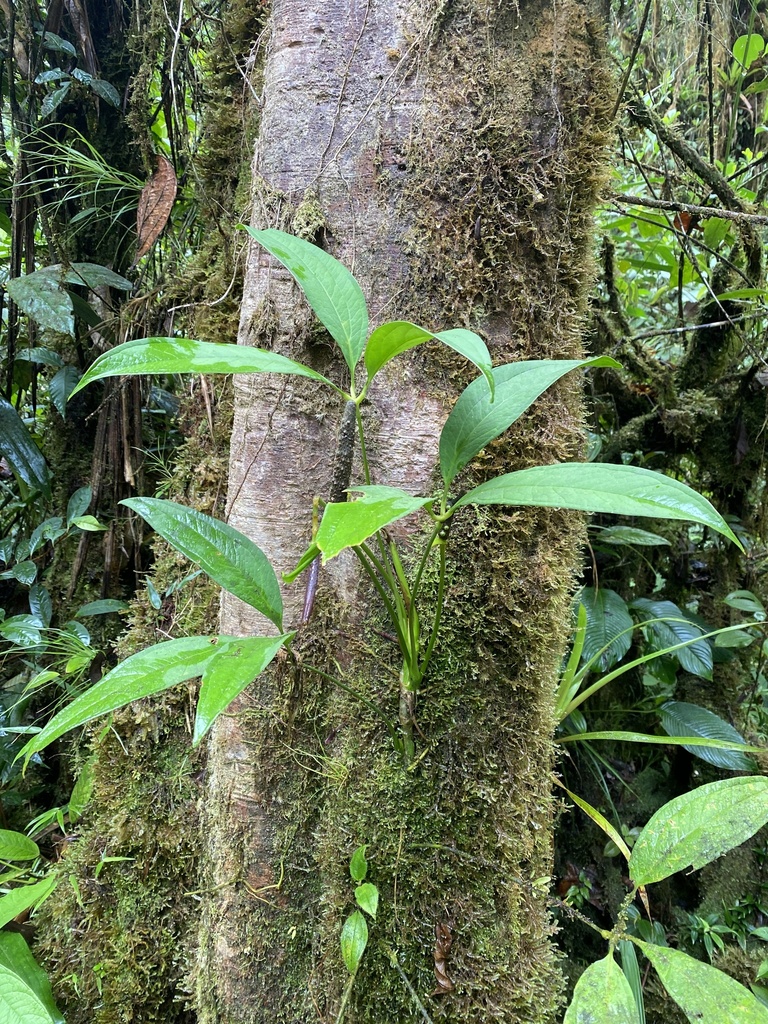Anthurium arisaemoides  iNaturalist