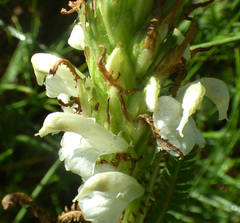 Pedicularis parryi