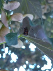Harmonia axyridis
