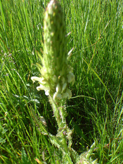 Pedicularis parryi