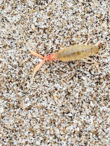 Megalorchestia californiana