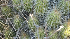 Echinocereus zapalinamensis