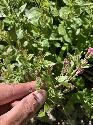 Image of Ageratina occidentalis by no rights reserved