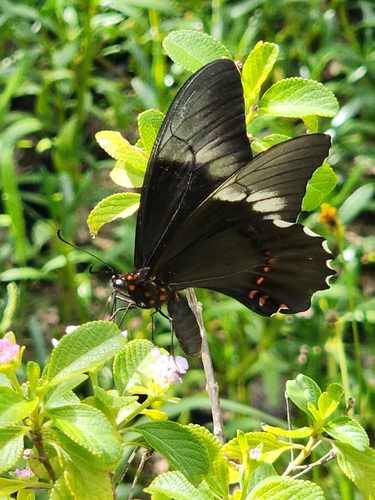 pink-spotted swallowtail