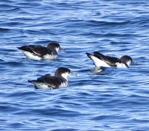 Bullerpijlstormvogel (Ardenna bulleri)