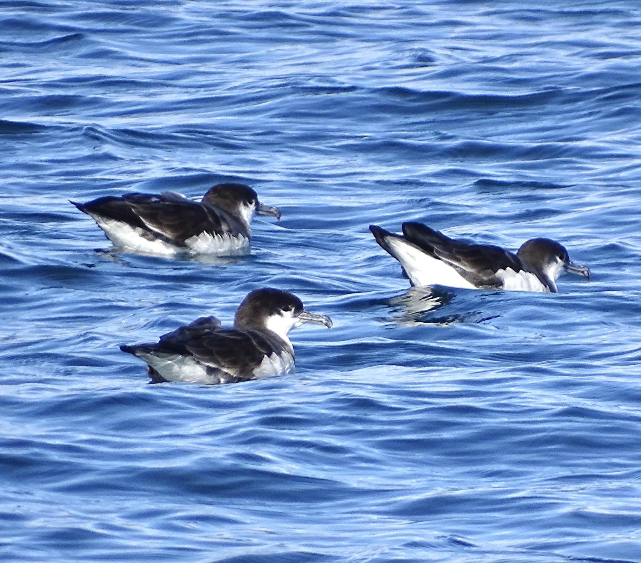 Buller's Shearwater (Ardenna bulleri)