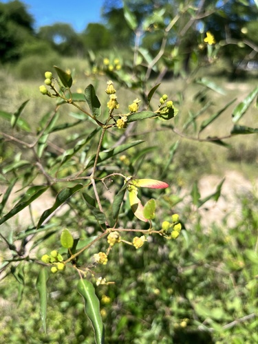 Image of Heteropterys glabra by (c) Virginia Y. Mogni, some rights reserved (CC BY)