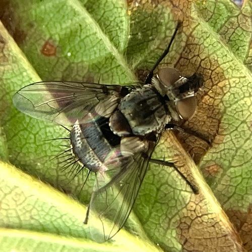 Winthemia sinuata