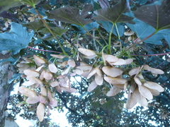 Acer