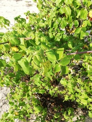 Bursera excelsa
