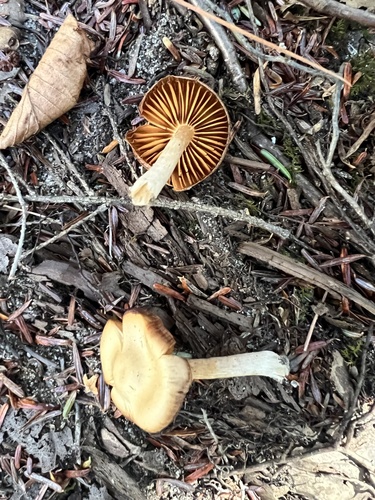 Common Gilled Mushrooms and Allies