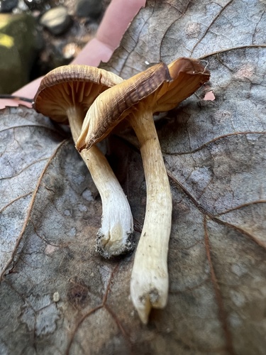 Common Gilled Mushrooms and Allies