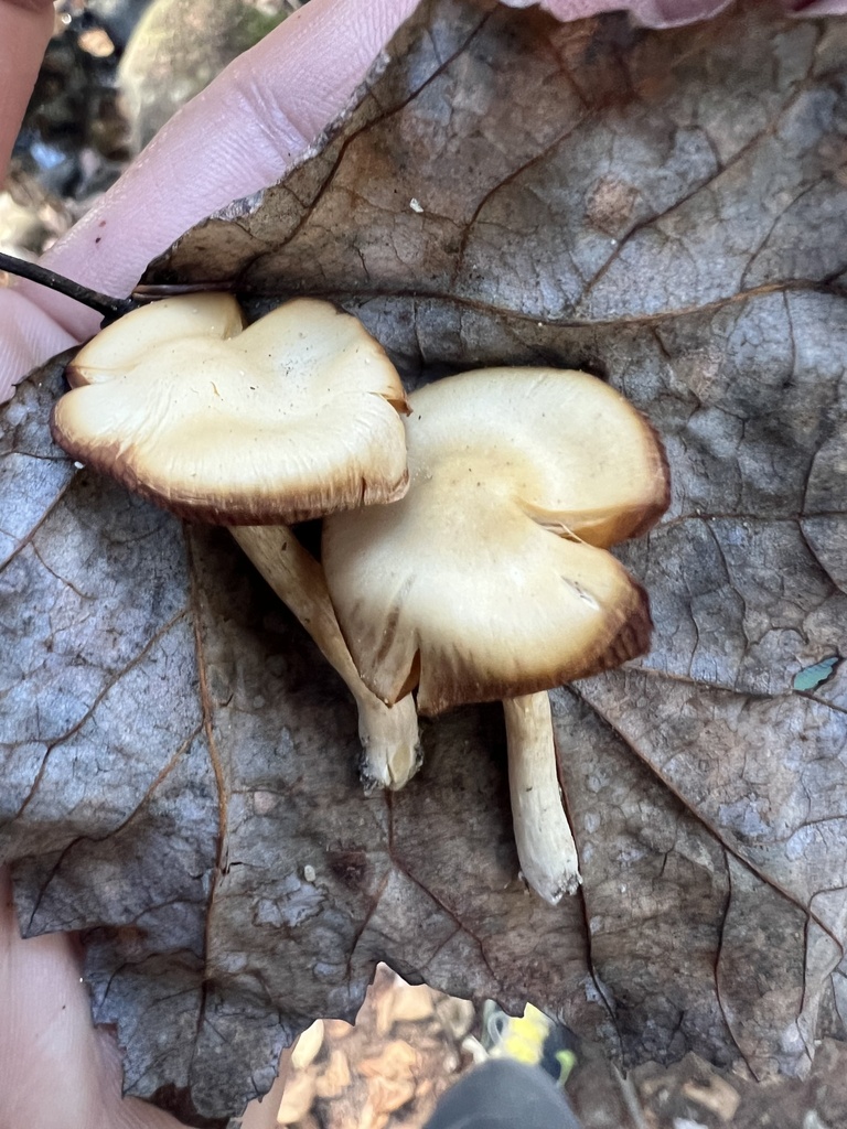 Common Gilled Mushrooms and Allies